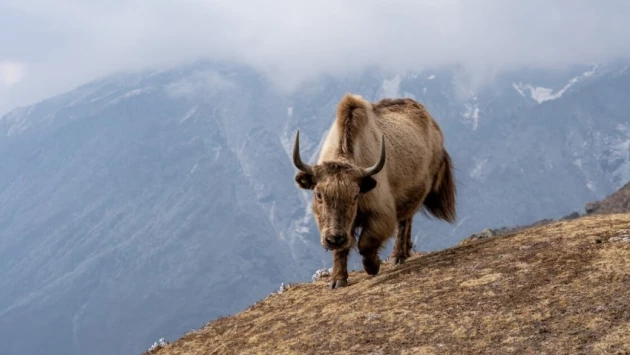 В Китае клонировали исчезающий вид тибетских коров
