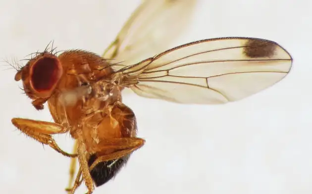Ученые из университета Райса: мухами можно управлять дистанционно
