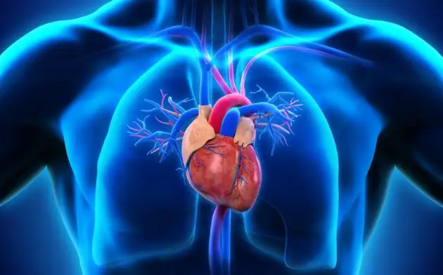 Учёные получили модель левого желудочка сердца, которая может перекачивать жидкость