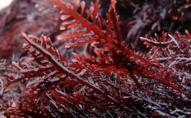 Учёные нашли применение морским водорослям в "экологичной" звукоизоляции