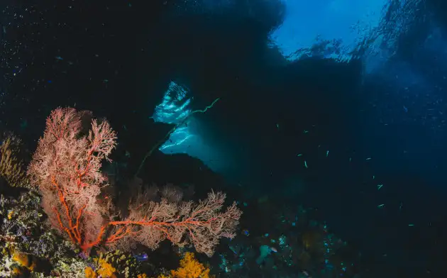 Ярким свечением глубоководные кораллы подманивают к себе добычу
