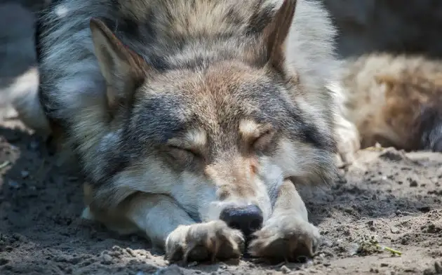 Ученые сравнили сон волков и собак и пришли к неожиданным выводам