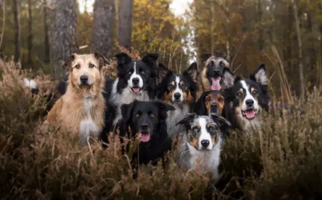Уральские ученые доказали, что собаки имеют двух предков