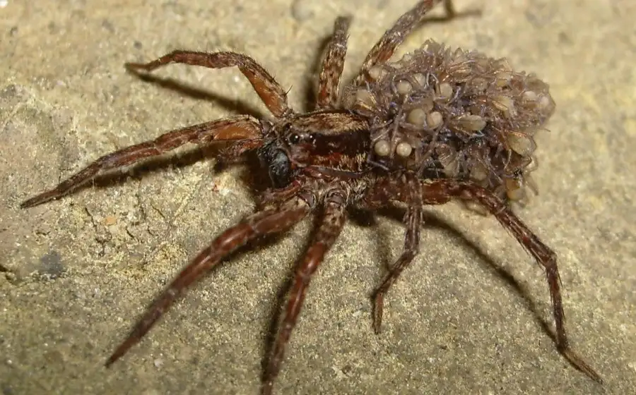 Почти некромантия: ученые используют мертвых пауков как роботов-манипуляторов