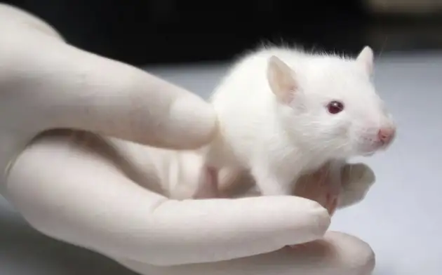 Учёные смогли клонировать мышь без помощи половых клеток