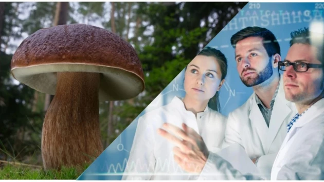 Российские биологи из УрФУ доказали, что грибы защищают организм от рака