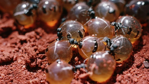 PeerJ: в Австралии учёные бьются над разгадкой стерилизующих свойств муравьиного мёда