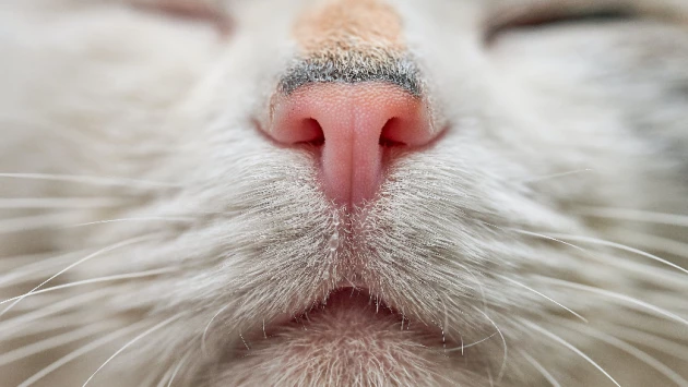 В носу у кошки найден «газовый хроматограф» для определения запахов