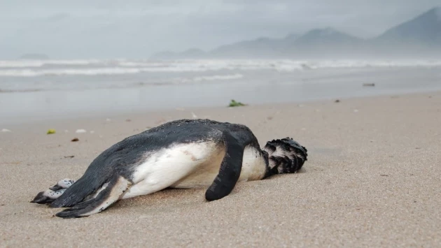 Тысячи пингвинов таинственным образом выброшены на берег в Южной Америке