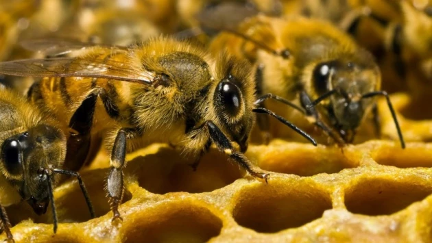 Сахар Манноза оказывает смертельное воздействие на пчел, но замедляет рост раковых клеток
