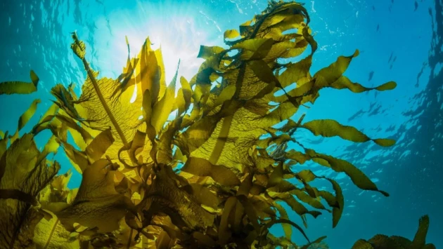 Обнаружена скрытая польза морских водорослей, которая может произвести революцию в энергетике