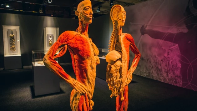 10 неразгаданных тайн человеческого тела, над которыми ломают голову многие учёные