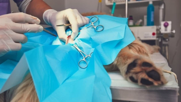 ГТРК: Ветеринары провели уникальную операцию по установке микропротеза собаке