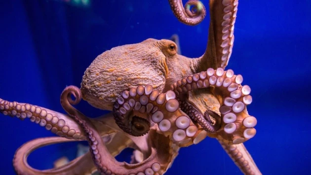 НПЦ: Зоологи из РФ удивлены "магическими" способностями осьминогов