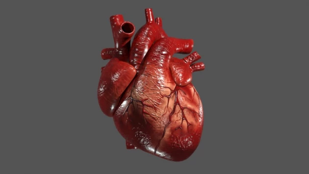 Ученые создали «самую подробную карту» человеческого сердца на сегодняшний день