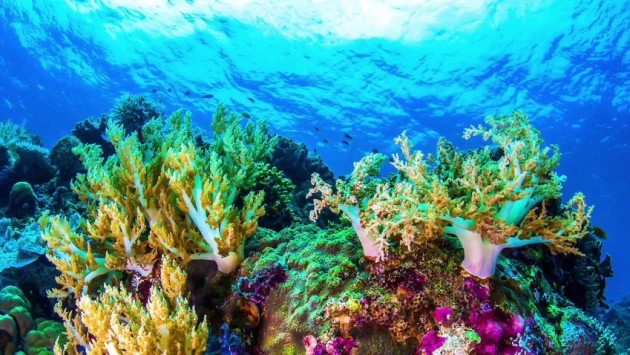 Рекордные температуры воды угрожают выживанию кораллов рифа Флорида-кис