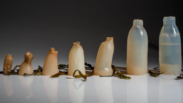 Gazeta: Гонконгские ученые создали съедобный, биоразлагаемый пластик из бактериальной целлюлозы