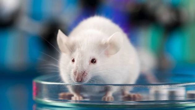 ENeuro: алкоголь увеличивает скорость прогрессирования болезни Альцгеймера у мышей
