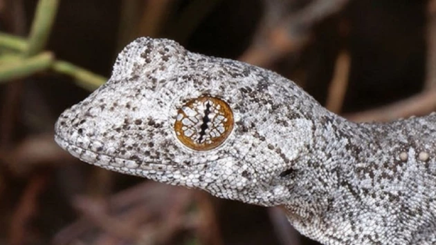 На юге Австралии нашли необычного геккона Strophus spinula с «психоделическими» глазами