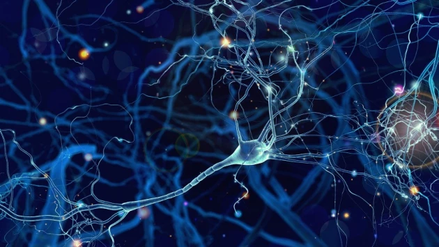 Neuroscience: обнаружены новые измененные цепи нейронов при нейродегенеративном заболевании