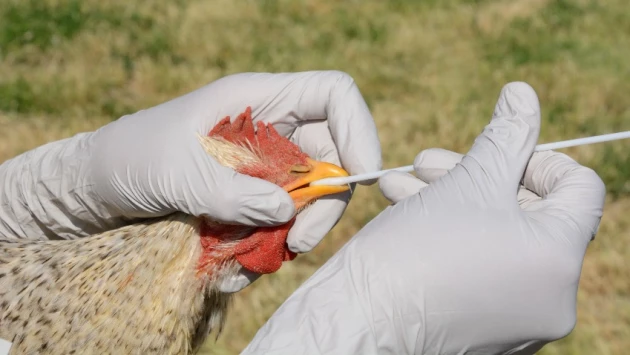 Nat. Commun: вирус птичьего гриппа быстро меняется в ходе крупнейшей вспышки заболевания