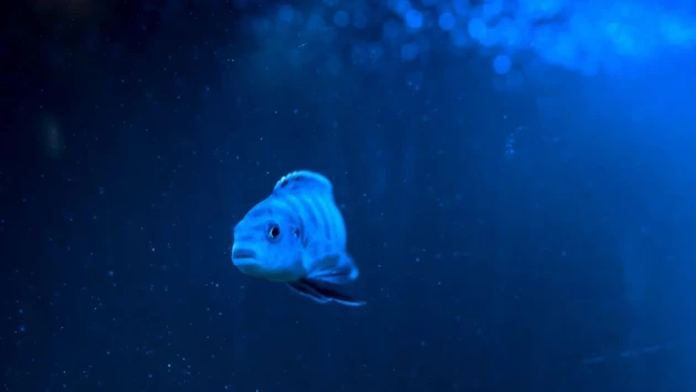 Ученые раскрыли геномный механизм выживания рыб в экстремальных холодах