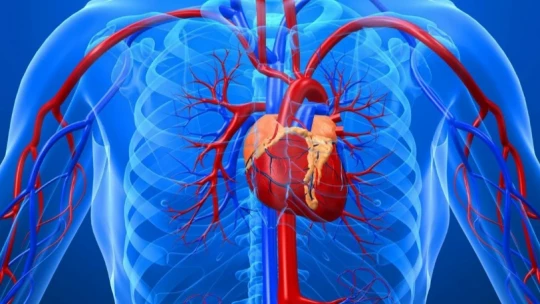 PT: Ученым удалось восстановить сердце после инфаркта с помощью стволовых клеток