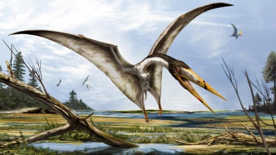 В Австралии обнаружили останки птерозавров, живших за полярным кругом 107 млн лет назад