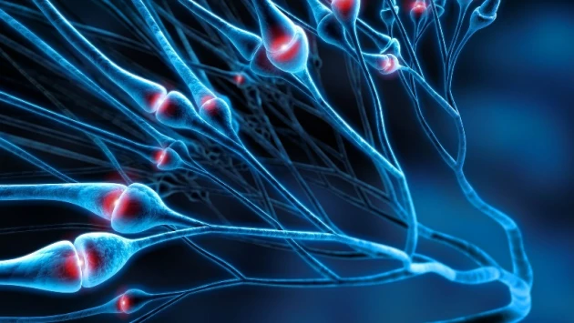 Science: Исследование показало, что протеасома осваивает новые приемы в синапсах мозга