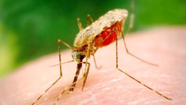 Врач РФ Поздняков рассказал, что в России комары могут переносить туляремию и дирофиляриоз