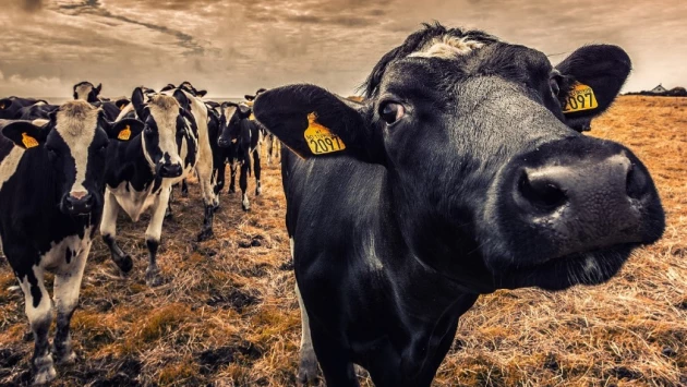 АиФ:  Ученые из РФ выясняют причины лейкоза крупного рогатого скота