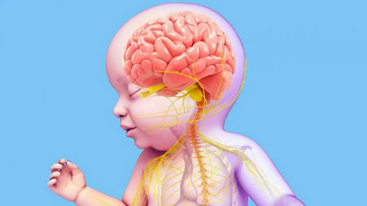 Недоразвитие зон мозга. Мозг ребенка. Нервная система ребенка. Головной мозг новорожденного ребенка. Нервная система новорожденного.