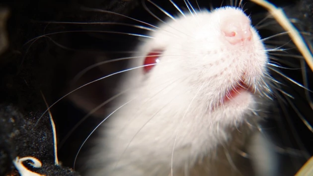 Naked Science: биологи отключили у мышей ген, отвечающий за развитие прионных болезней