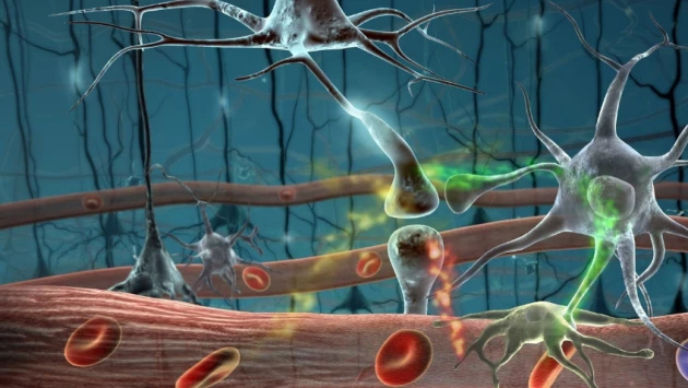 Nature: нейрофизиологи нашли новый способ восстановления нервных клеток