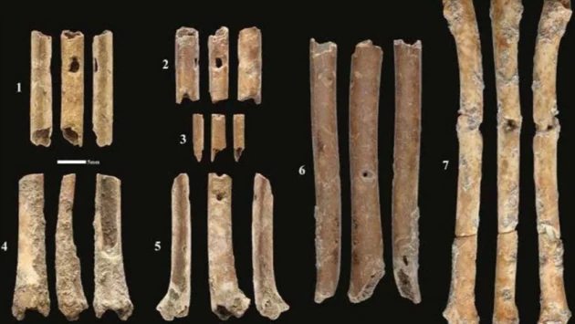 Обнаружены древнейшие флейты возрастом 12 000 лет, состоящие из костей уток