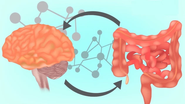 NC: ученые нашли связи между кишечником и мозгом человека с помощью инвазивной капсулы