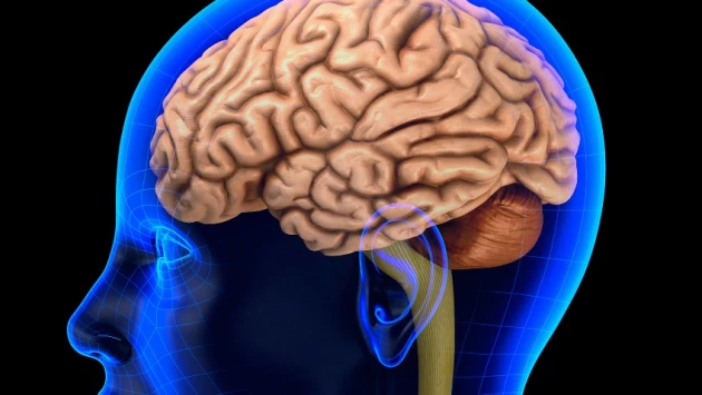РИА Новости: Ученые СГУ обнаружили способ определять болезни мозга без МРТ