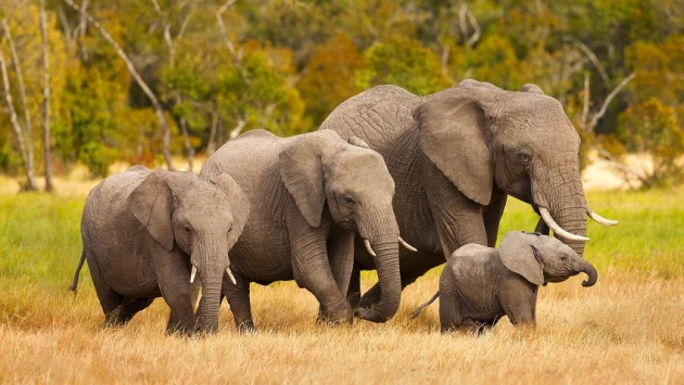 Trends Ecol. Evol.: Горячие яички могут содержать секрет противораковых генов слонов