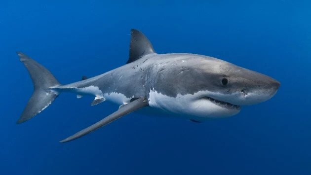 Физик Огневский из РФ сообщил об устройстве для поражения акул лучом «ударной волны»