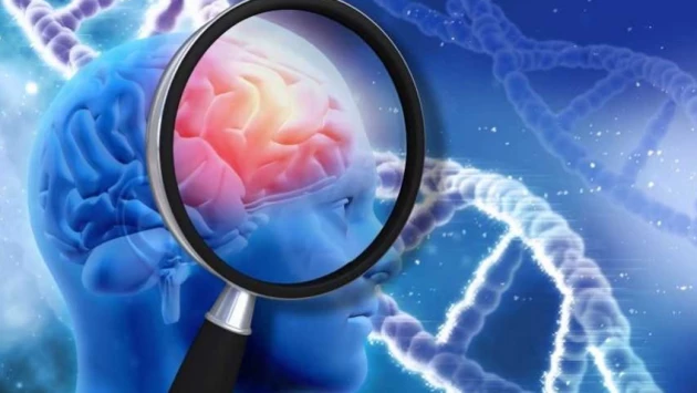 100-летняя тайна мозга: раскрыта важная функция височного полюса