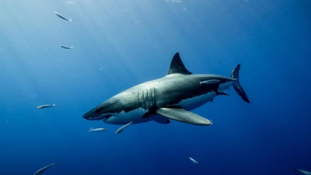 Газета.ru: Ихтиолог Касумян проинформировал о проектах по созданию репеллента против акул