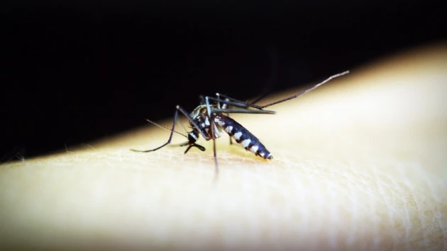 New York Post: в США впервые за 20 лет выявлены случаи заражения человека малярией