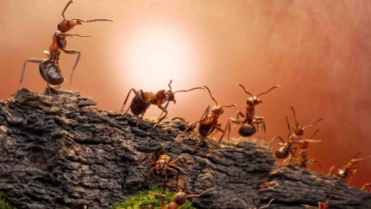 Ученые залили в муравейник цемент и сравнили получившийся слепок с мегаполисом
