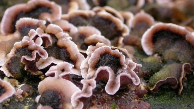 Science Direct: в Индии смертельный для растений грибок впервые заразил человека