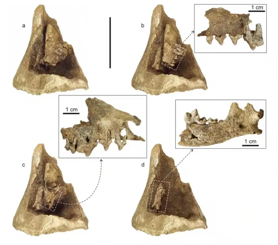 Quaternary Research: в Сибири найдена древняя «матрёшка» из костей мамонта и песца