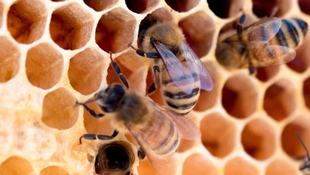 PLOS ONE: Ученые смогли заставить светиться мозг пчел при его работе