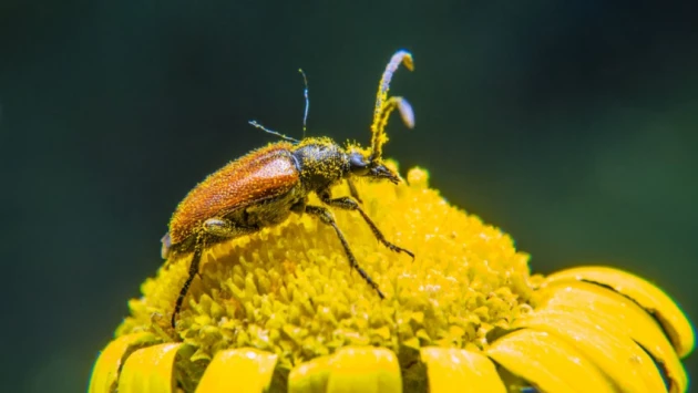 Ученые обнаружили самых древних насекомых-переносчиков пыльцы возрастом 280 миллионов лет