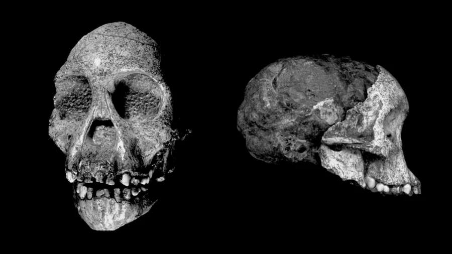 Gismeteo: в Индонезии могут жить хоббиты, которых считали вымершими 50 тысяч лет назад