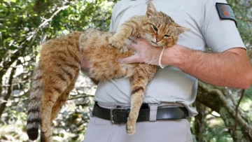 Загадочная «кошка-лиса» с острова Корсика признана уникальным видом