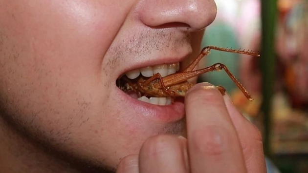 Биологи ТГУ разрабатывают пищевые добавки из тараканов, сверчков и червей